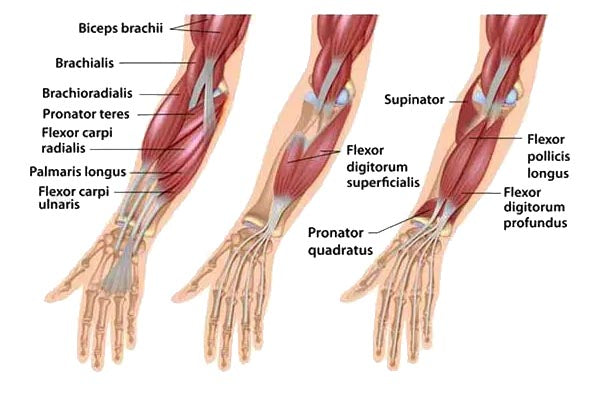 Anatomical illustration of the forearm